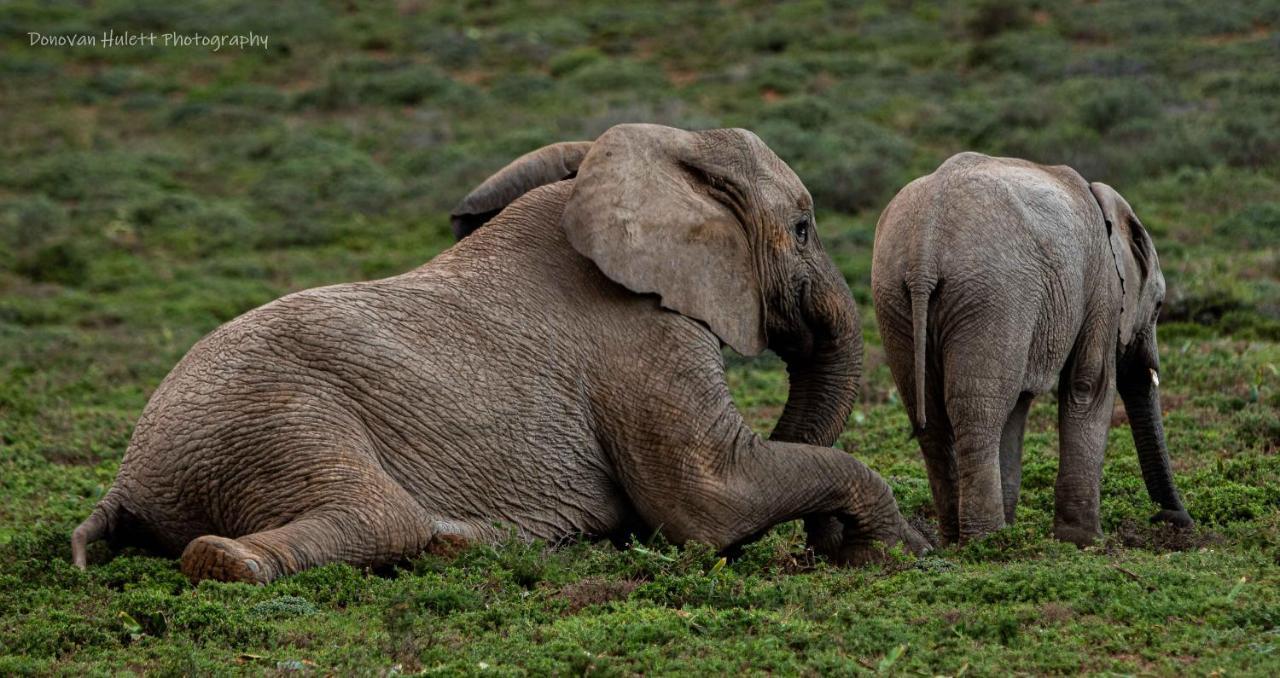 Woodbury Tented Camp - Amakhala Game Reserve Exterior foto